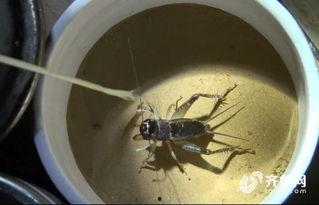 国产抓蟋蟀视频大全集