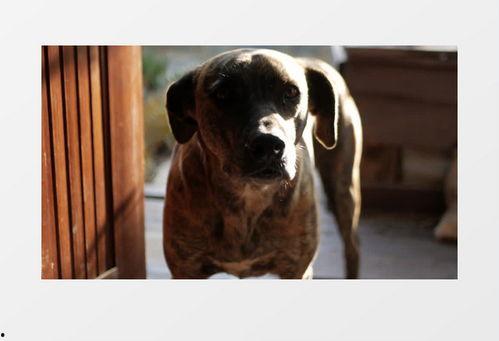 国产人狗门视频下载,下载背后的真相与争议