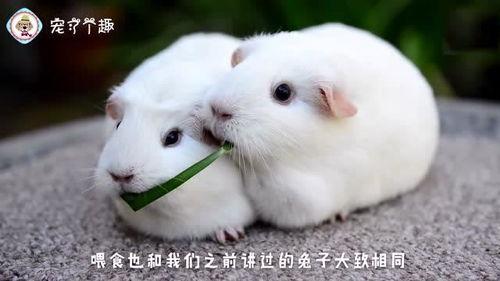 国产荷兰猪怎么样了视频,品质升级，市场前景广阔