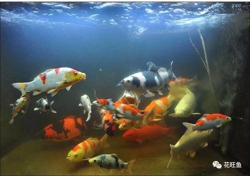 国产锦鲤难养吗视频大全,视频大全深度解析